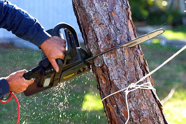 Tree and Shrub Care in Candler Mcafee, GA